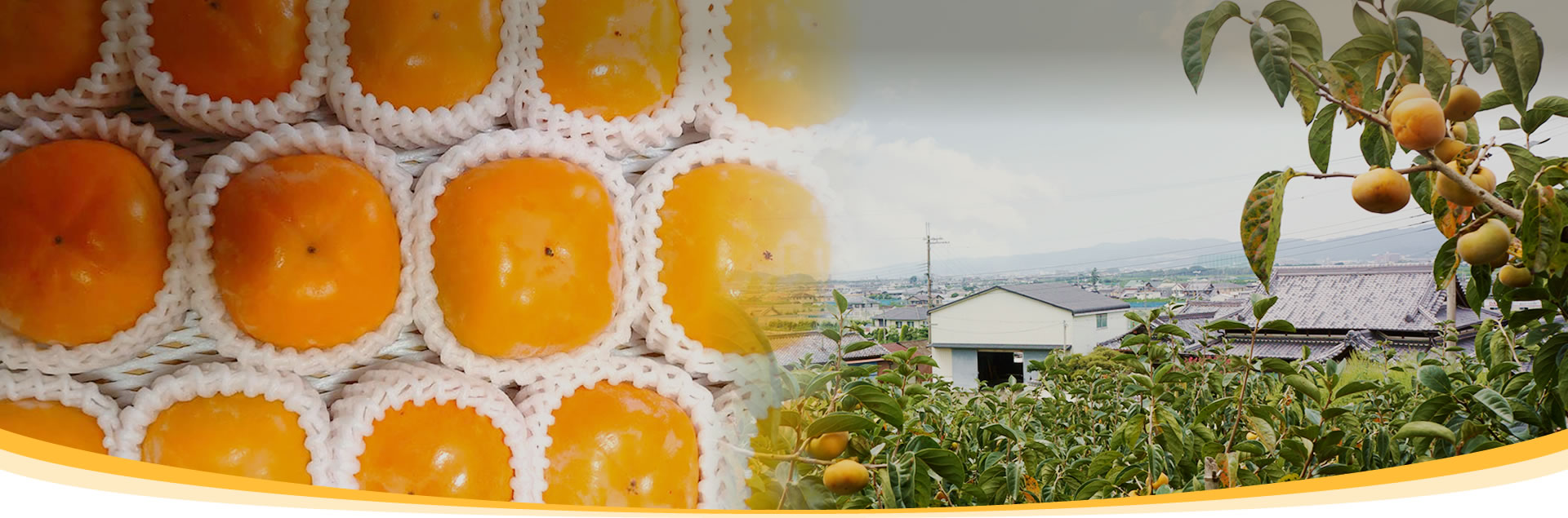 フルーツ王国和歌山のおいしい恵み